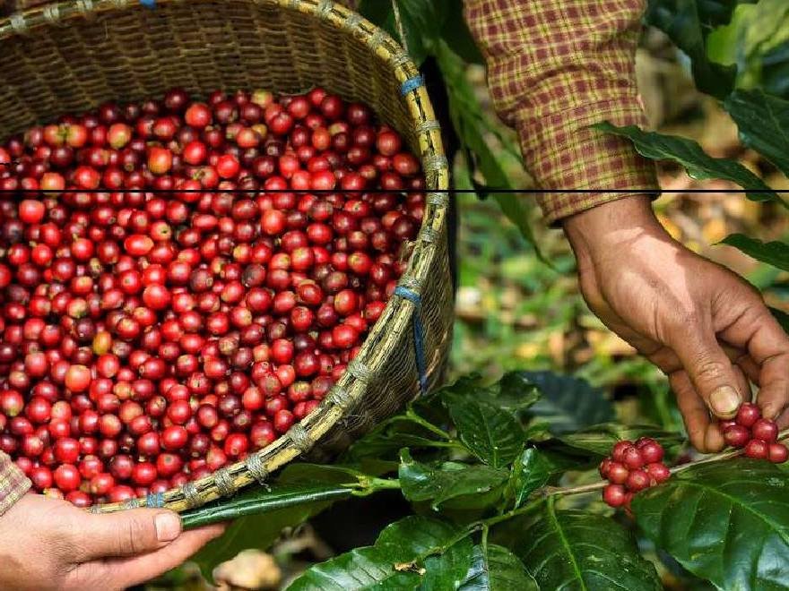 Fresh Ethiopian coffee cherries