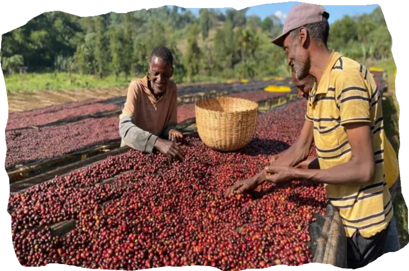 Coffee workers drying coffee at origin