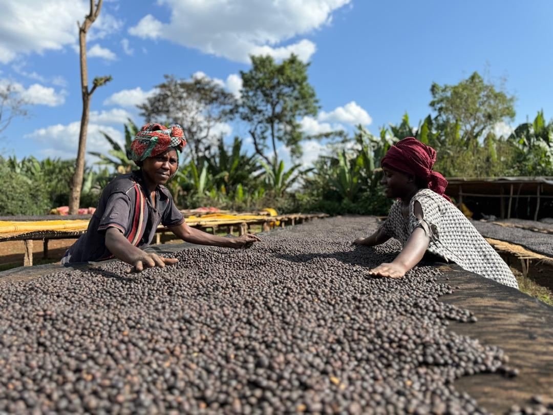 Coffee workers drying coffee at origin