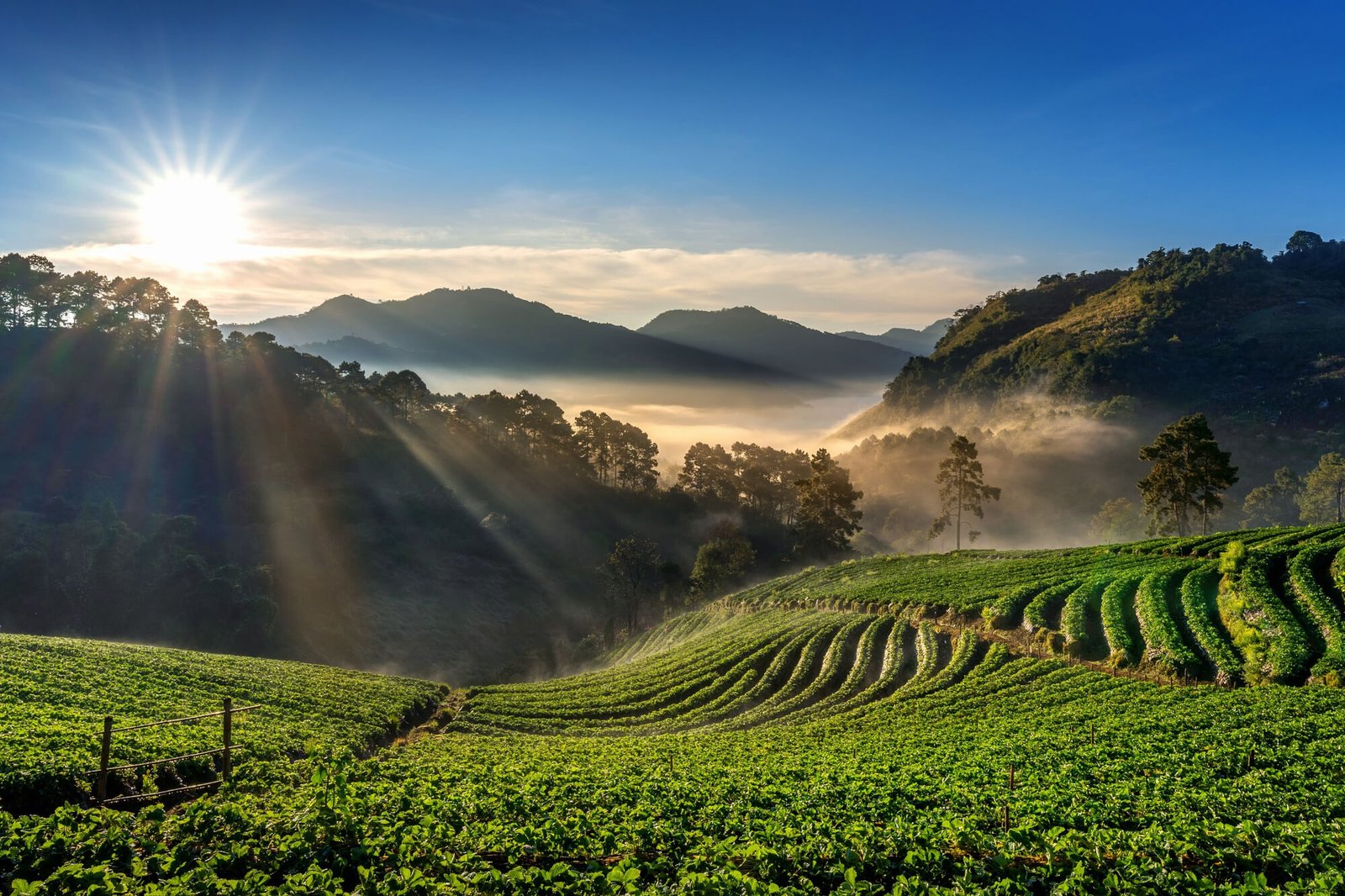 Ethiopian highland coffee landscape