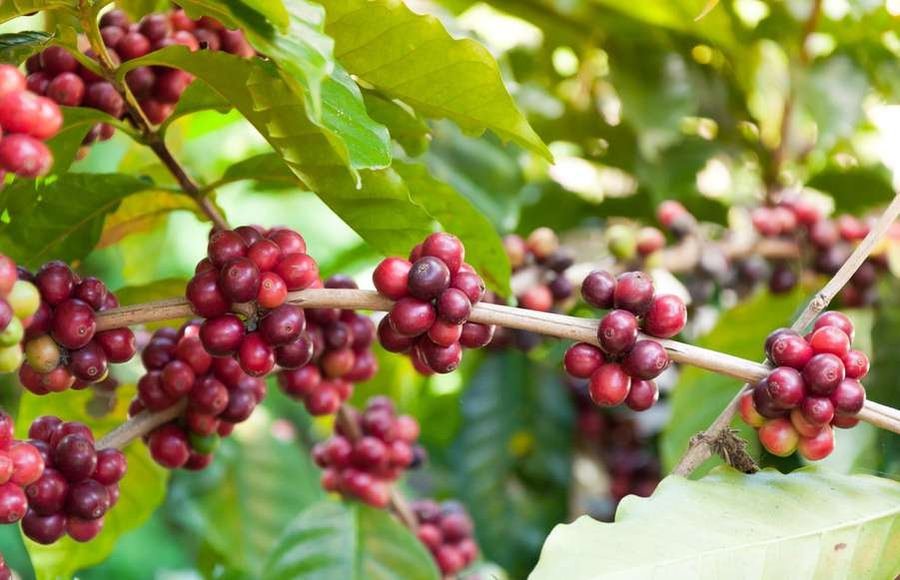 Ripe coffee cherries on a coffee plant